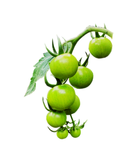 Green Cherry Tomato