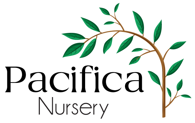 PACIFICA NURSERY