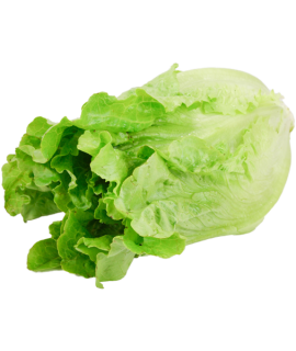 Green Ve Cabbage