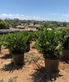 Texas Privet Ligustrum