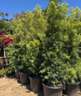 Podocarpus Gracilior