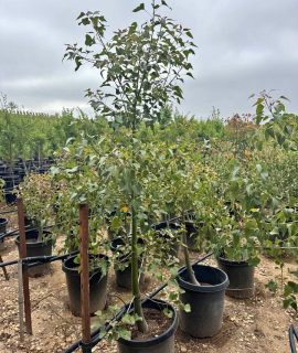Kurrajong Bottle Tree