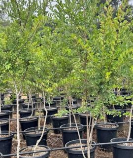 Chinese ELM