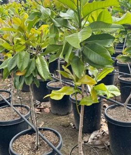 Magnolia Grandiflora