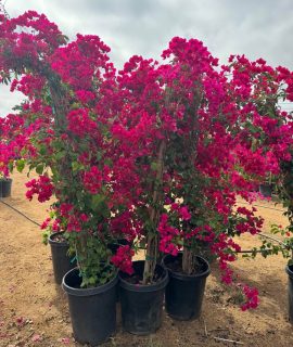 Bougainvillea