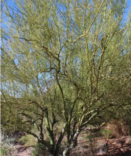 Palo Verde